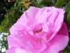 mme-charles2