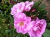 mme-charles3