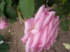mme-generale-paul-de-benoist2