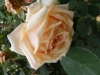 mme-hektor-leuillot