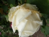 mme-joseph-combet