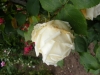 mme-joseph-combet2