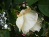 mme-joseph-combet3