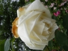 mme-joseph-combet4