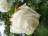 mme-joseph-combet5