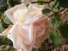 mme-jules-gravereaux