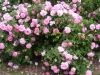 park-wilhemshoe