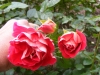 parkstrauchrose2