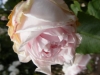pink-rover2