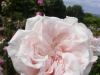 pink-rover3