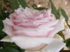 pink-rover4