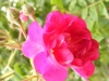 pourpourtraum4