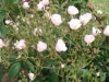 pretty-pink