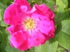 r-arnoldiana-arnold