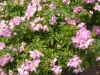 roselina