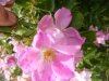 rosellina