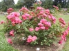 rosenfest3