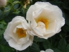 sapho-alba