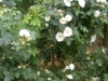 sapho-alba3