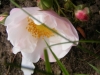 scintillati2