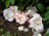 scintillati3