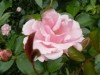 sommemorgen2