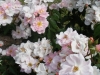 sourire-rose