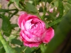 belle-doria-jpg2_