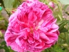 belle-doria