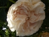 blanchefleur-jpg2_