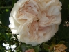 blanchefleur