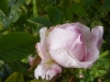 blush-hip-alba-jpg2_