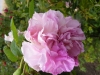 blush-hip-alba