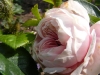 everbloomig-moos-jpg2_
