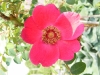 geranium-jpg2_