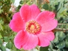 geranium