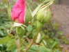 la-reine-jpg2_