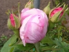 la-reine