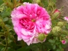 luciole
