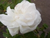 manning-blush-jpg3_