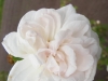 manning-blush-jpg4_