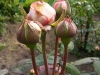 mme-ernest-calvat