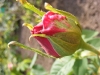 mme-victor-verdier