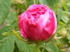 ornament-de-la-nature