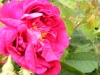 red-damask-1789