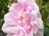 rose-du-putteaux