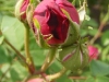 stratosfera-jpg2_