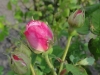 alba-belle-amour2