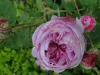 belle-sans-flatterie