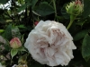 blanchefleur